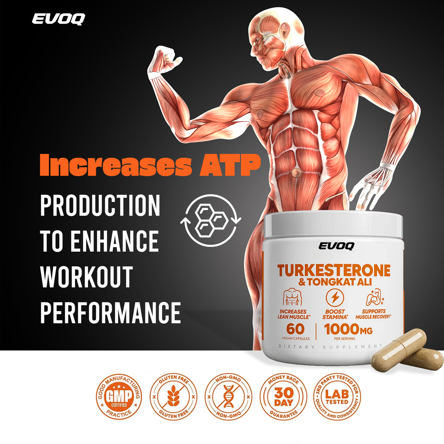 Turkesterone + Tongkat Ali — Train Hard. Feel Strong Again Naturally.